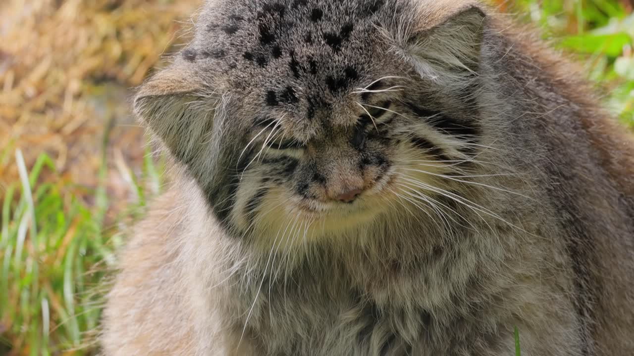 el gato de pallas (otokolobus manul), también conocido como el manul, es un pequeño gato salvaje con pelaje gris claro largo y denso, y orejas redondeadas colocadas abajo en los lados de la cabeza.