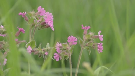 pretty pink flowers grow in green lush meadow