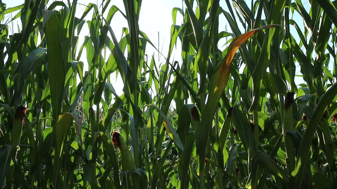 Sunlight breaks through the green corn plants at sunset