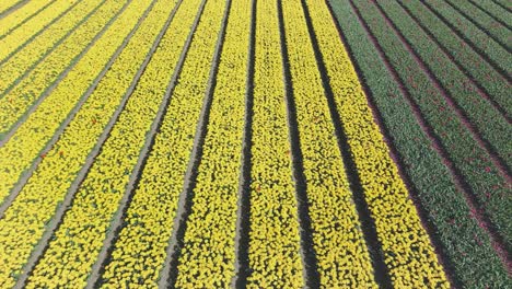 Campos-De-Tulipanes-En-Los-Países-Bajos-Durante-La-Temporada-De-Primavera.