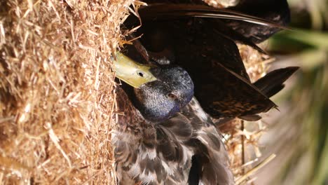 Close-up of a Duck in a Hay Nest