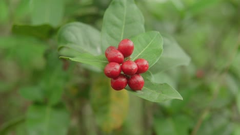 close-up of red berries on a green plant