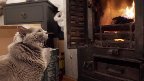 static shot of nebelung cat sitting next to chimney trying to warm up