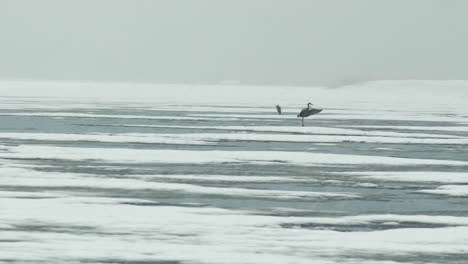 blue herons landing on water in a snowstorm