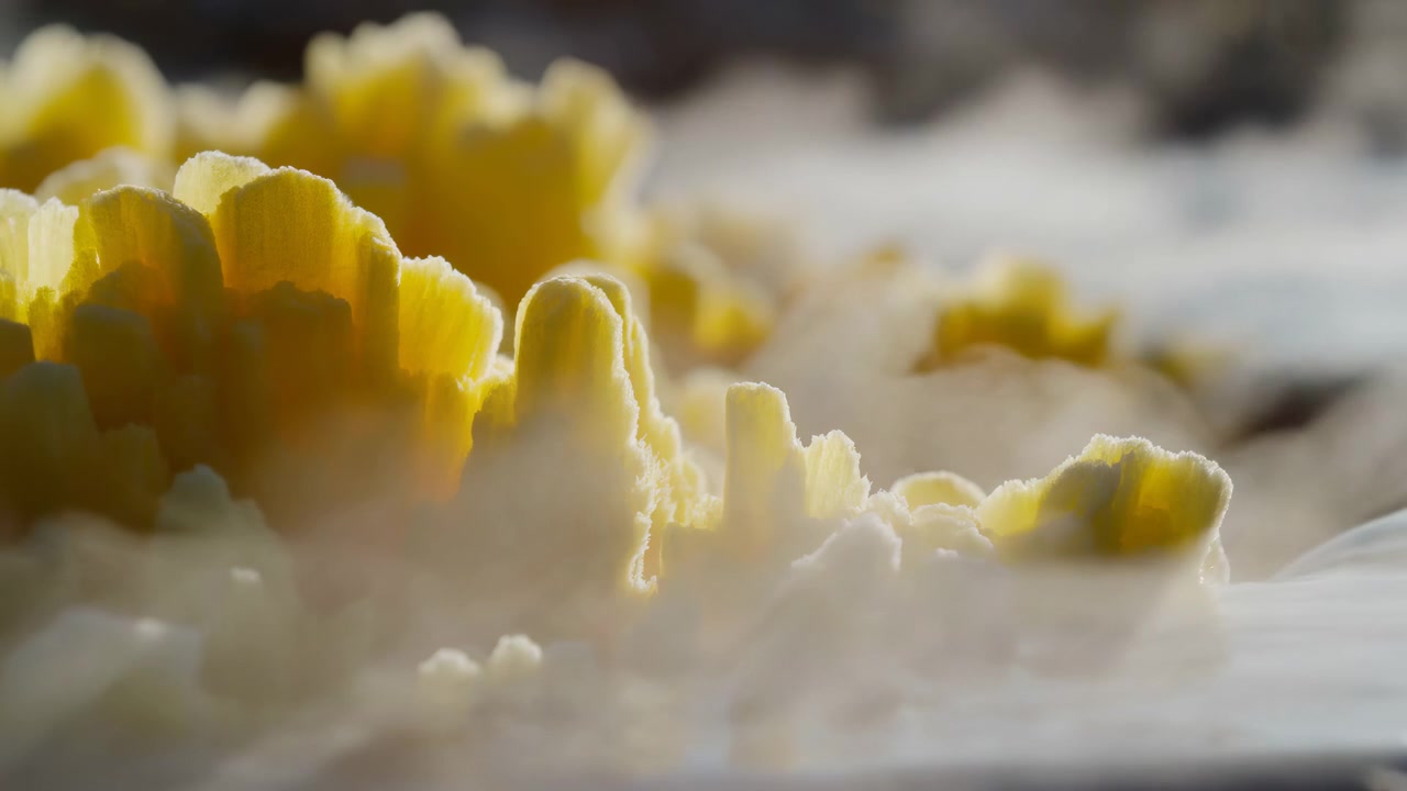 Guarda come i boccioli di fiori gialli si trasformano in fioriture in un ambiente naturale sereno all'aperto, catturato in una prospettiva ravvicinata che evidenzia il materiale organico utilizzato nella loro struttura.