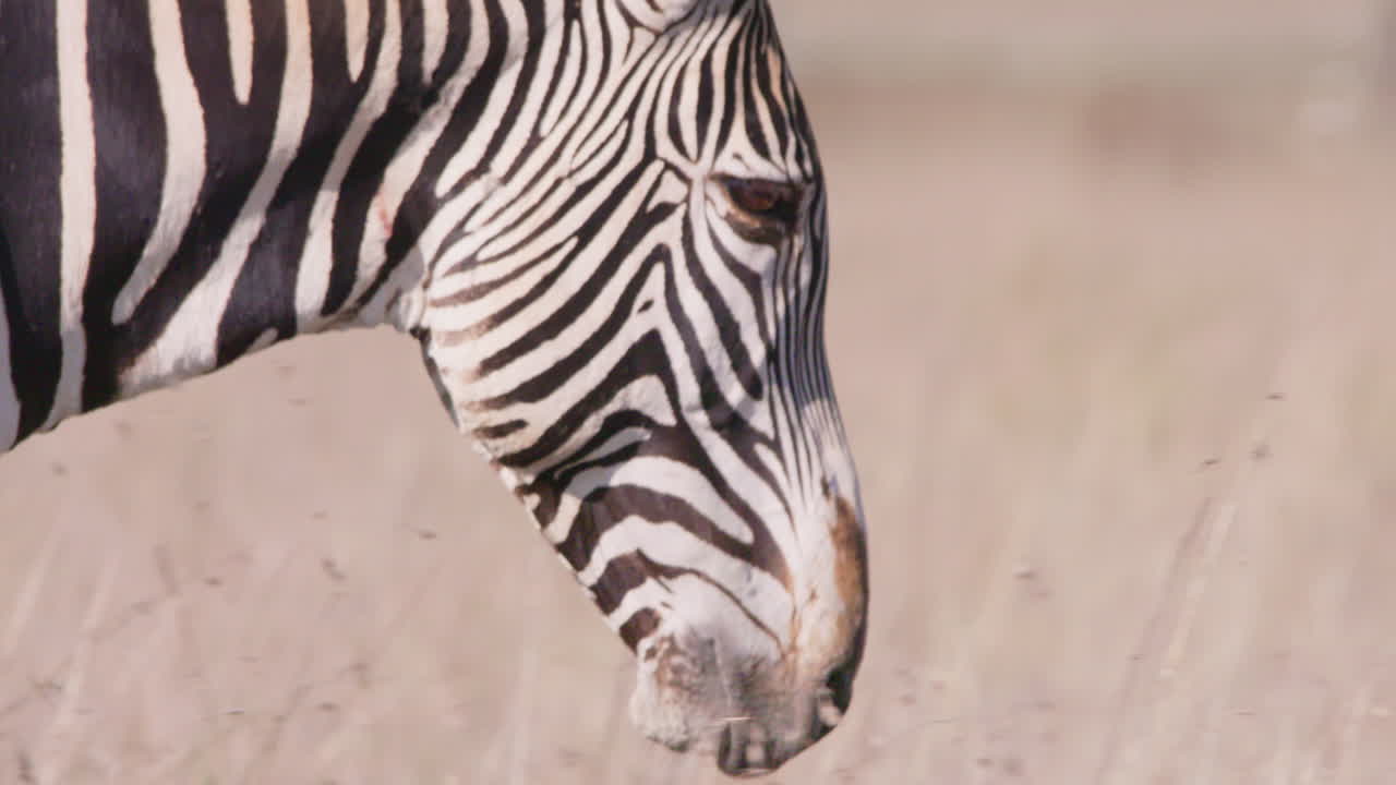 Grevy's Zebras head walking in savannah