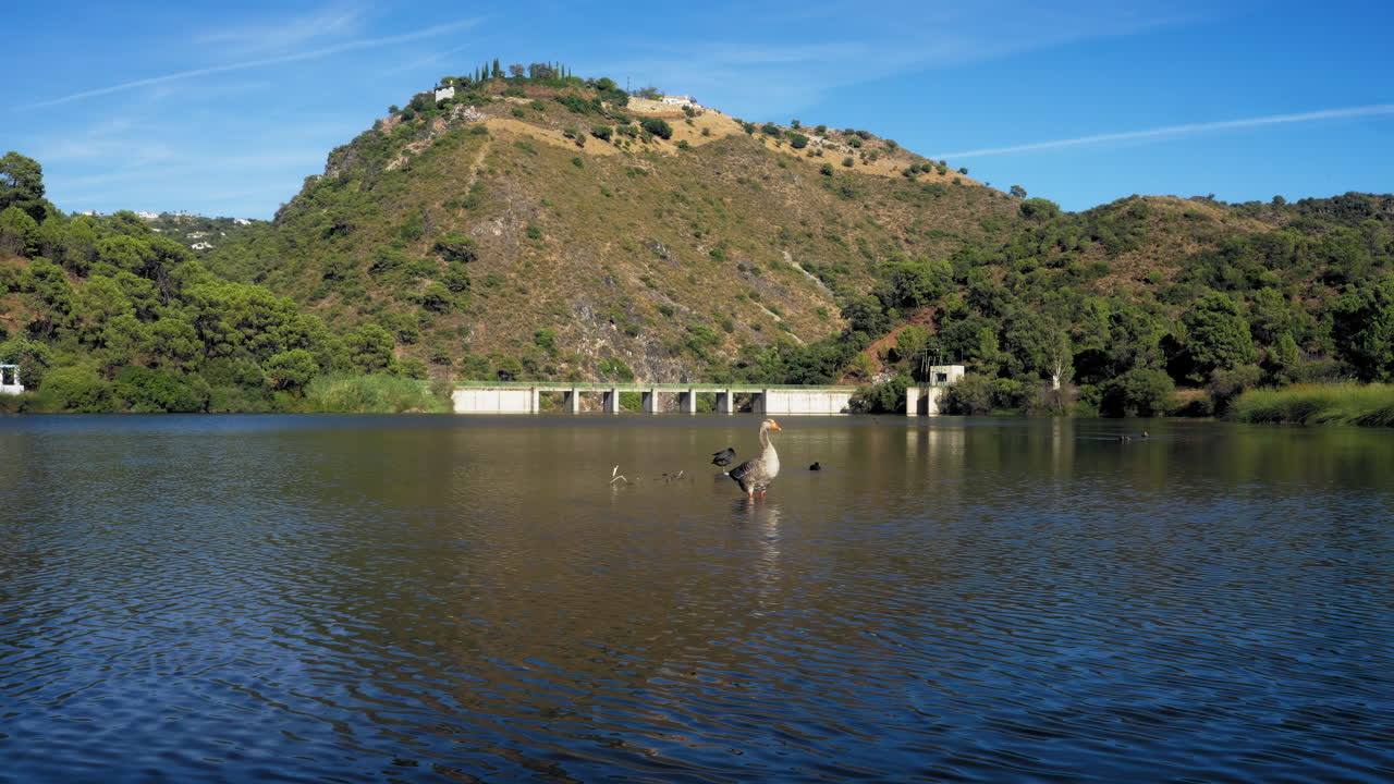 Goose and Red-knobbed Coot standing on the lake