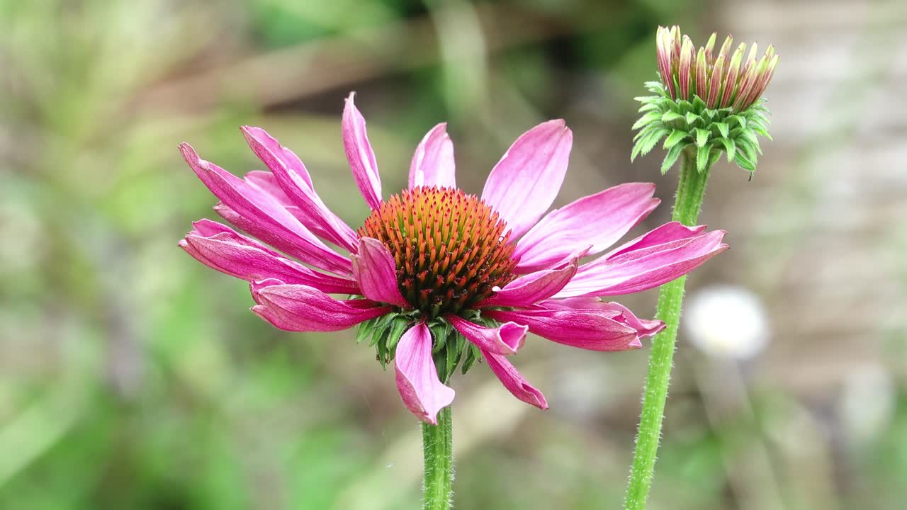 Pink cone flower and bud swaying gently in the breeze