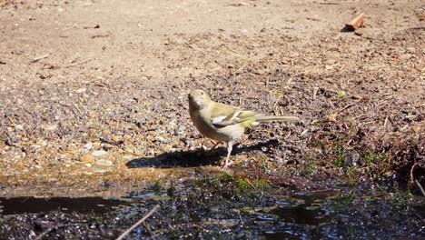 Un-Pinzón-Hembra-Bebe-Agua-De-Un-Charco