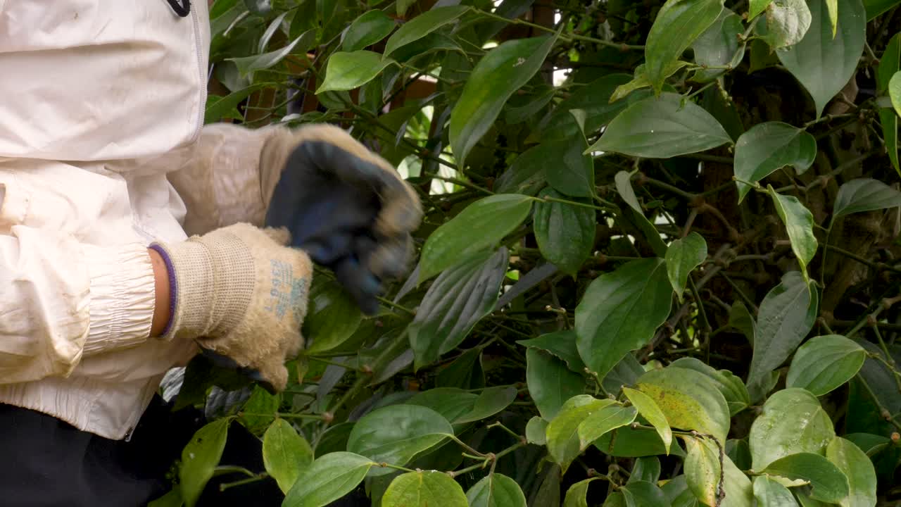 mujer que trabaja en una tierra de cultivo como cosechadora de granos de pimienta, foto de perfil de un granjero sin rostro