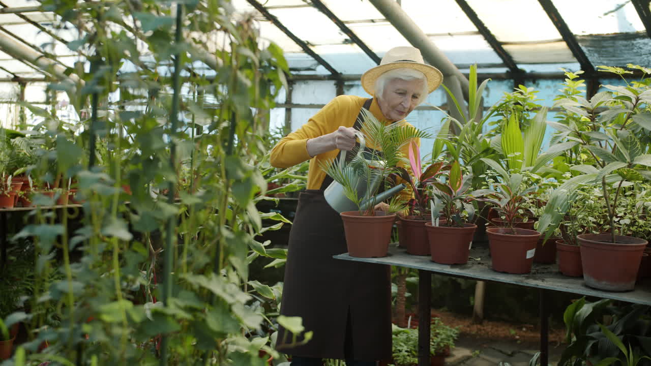 Senior woman watering plants in a greenhouse