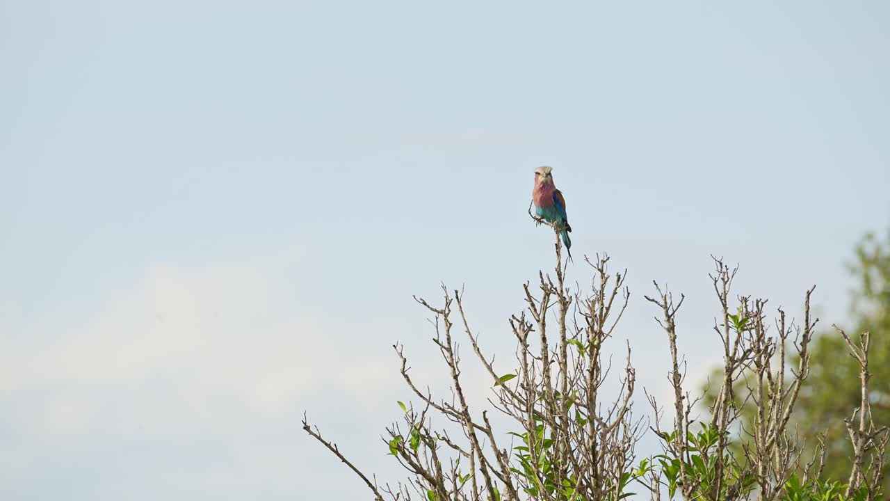 pájaro rodante de pecho lila posado en un arbusto en áfrica, pájaros africanos posados en una rama, ramas de arbustos en un safari de vida silvestre en masai mara, kenia, aves de masai mara