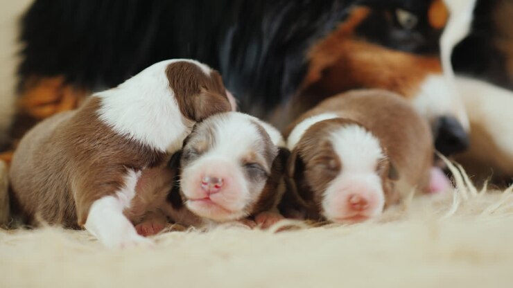 Dog Cares For Her Newborn Puppies 02