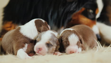 Perro-Cuida-A-Sus-Cachorros-Recién-Nacidos-02