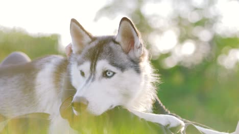 beautiful young woman playing with funny husky dog outdoors in park
