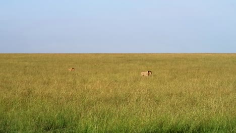 male lions in savannah looking for prey in maasai mara, kenya