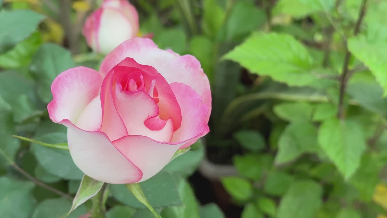 closeup of pink rose, princess de monaco, blooming at the home garden