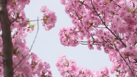 Flores-De-Cerezo-En-Plena-Floración,-Una-Suave-Señal-De-La-Llegada-De-La-Primavera,-Capturadas-En-Un-Enfoque-Suave-Con-Una-Sutil-Luz-Solar.