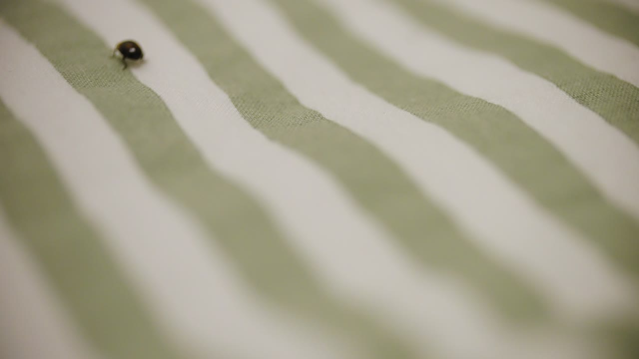 Following Harlequin Ladybird On A Stripe Background