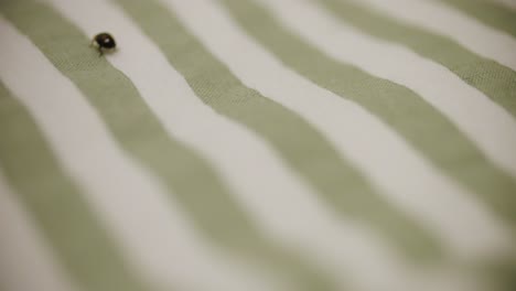 following harlequin ladybird on a stripe background