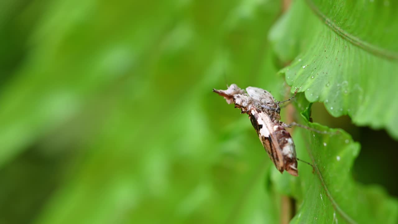 4k는 30fps로 숲의 녹색 잎에 있는 ceratomantis saussurii 사마귀를 닫습니다.