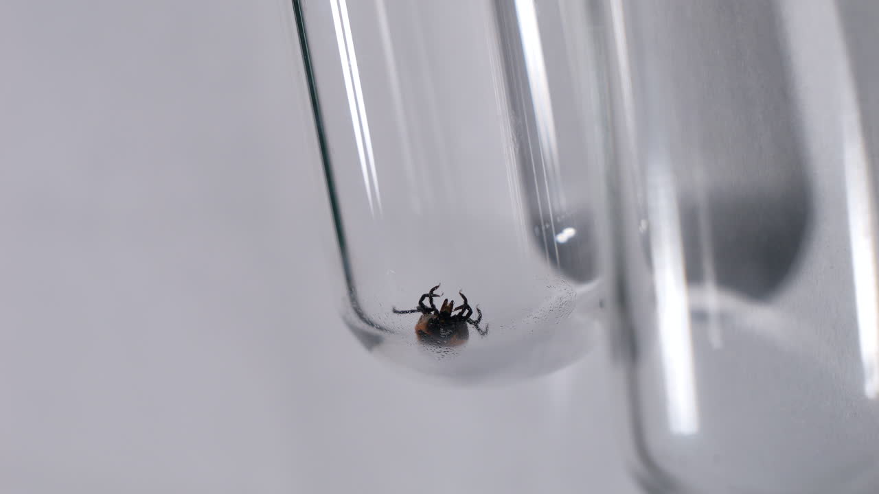 estudio en tubo de ensayo de ácaros, garrapatas en laboratorio científico