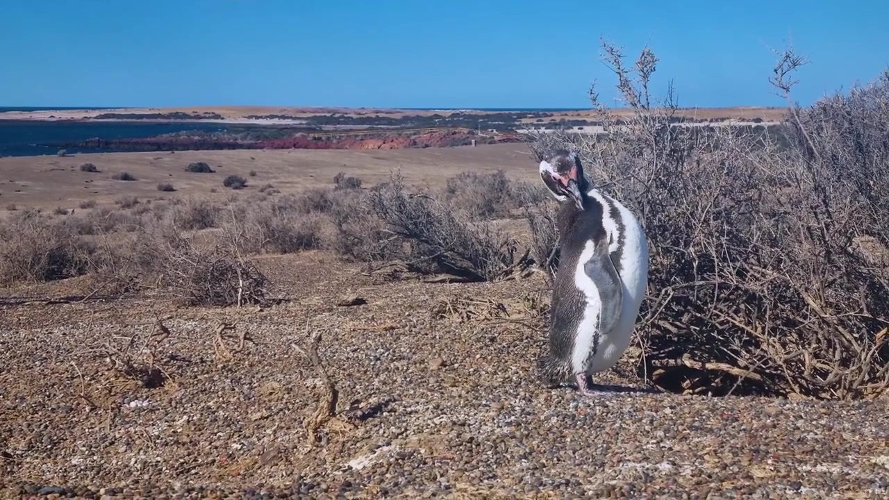 Pinguino di Magellano (Spheniscus magellanicus) che si liscia le piume nell'aspro paesaggio costiero di Punta Tombo, Argentina. Una giornata di sole con cieli azzurri mette in risalto la fauna selvatica unica della Patagonia.