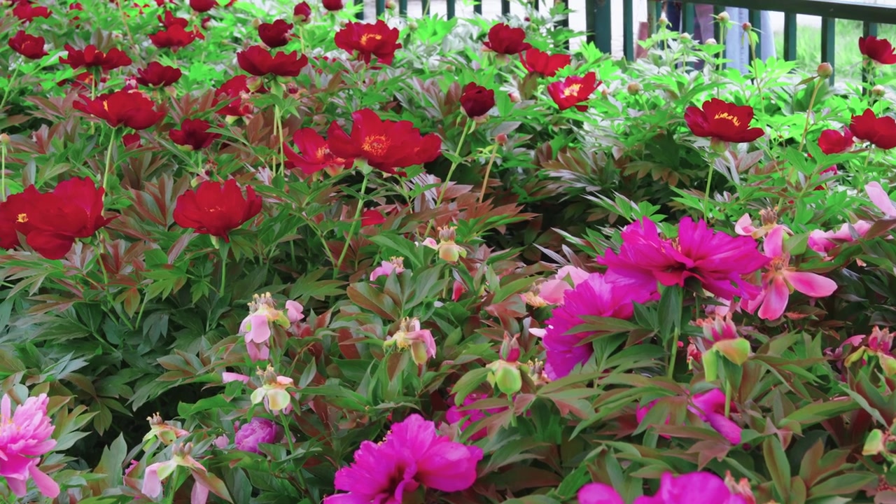 Uma panorâmica horizontal lenta começando de uma peônia pêssego suave e percorrendo fileiras de flores vibrantes magenta e vermelho escuro profundo no Jardim Botânico do Sítio Sui-Tang em Luoyang, China
