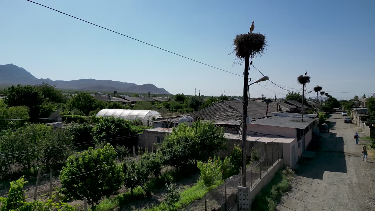 vídeo de drones de alta definición de 4k de las hermosas aves de la cigüeña que anidan - armenia