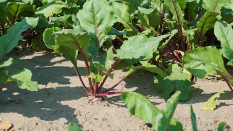 red beetroots, organic beets with leaves on soil background