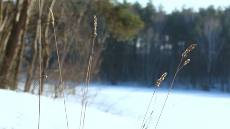 WInter-background.-Dry-grass-spikes.-Dry-plant-in-winter.-Closeup