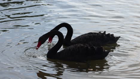 two black swans glide on water in unison.