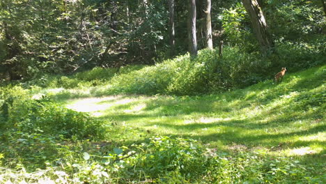 red fox running through a clearing in the woods on a sunny fall afternoon in central illinois