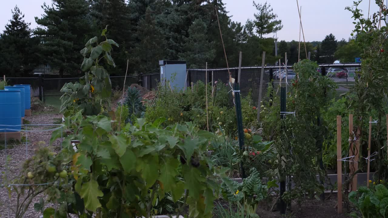 tomates, girasoles y varias plantas en el jardín comunitario - dentro de un parque cercado en ontario, canadá