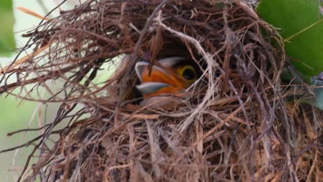 Der-Silberbrust-breitschnabel-Ist-Ein-Berühmter-Vogel-In-Thailand,-Sowohl-Lokal-Als-Auch-International