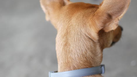dog with a collar