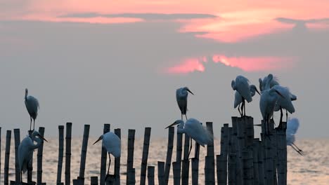 the great egret, also known as the common egret or the large egret