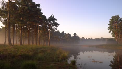 misty forest pond at dawn