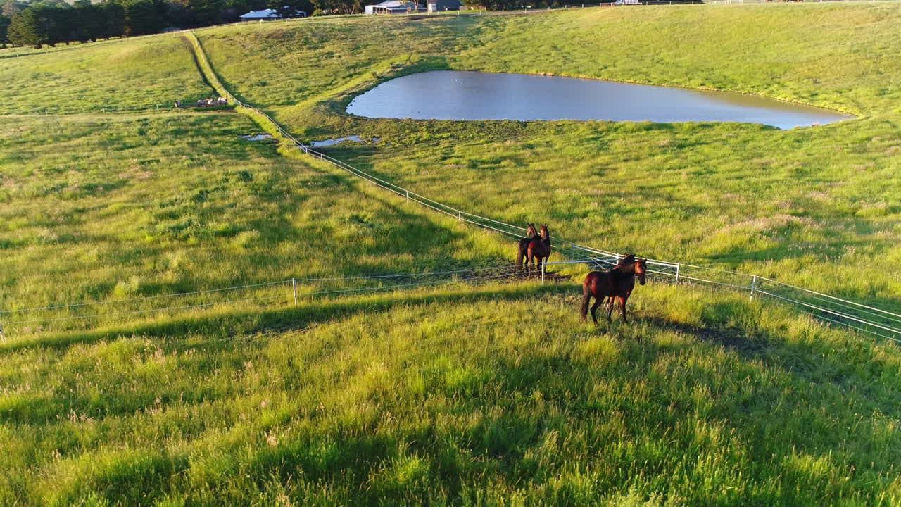 hermosos caballos en el campo luciendo majestuosos