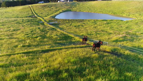 beautiful horses in field looking majestic