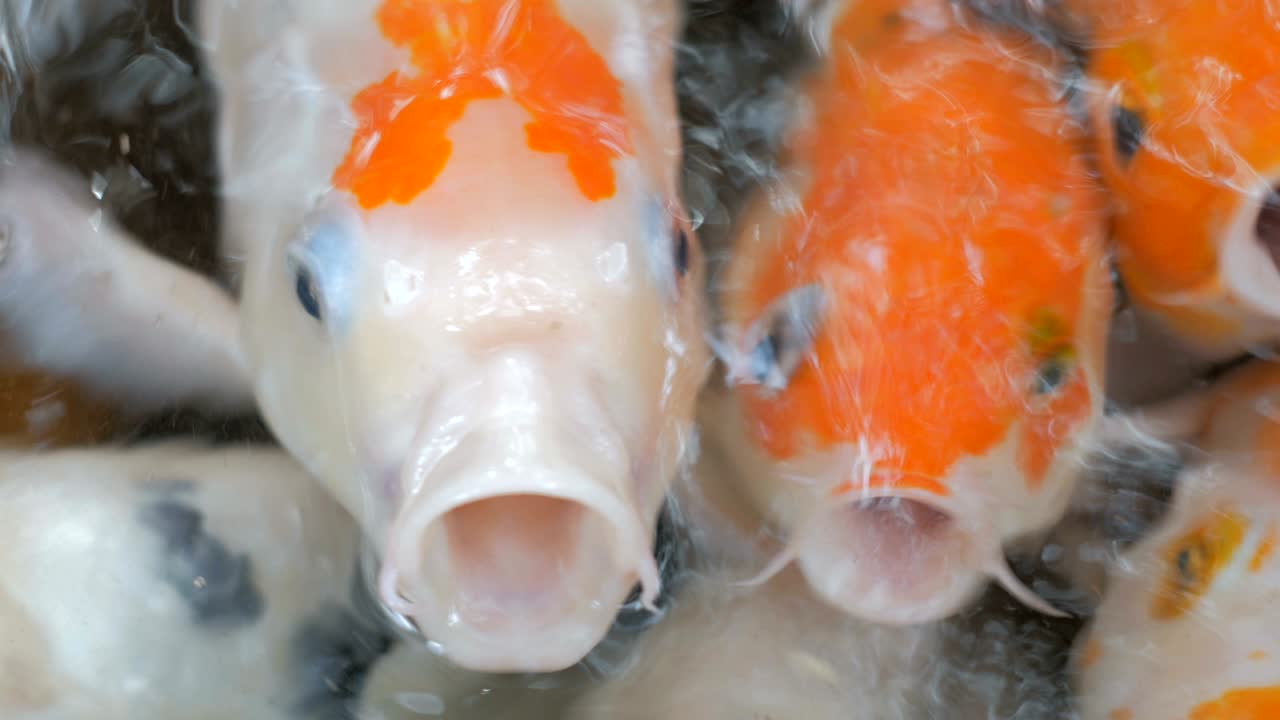 los peces koi, las carpas están nadando por encima.
