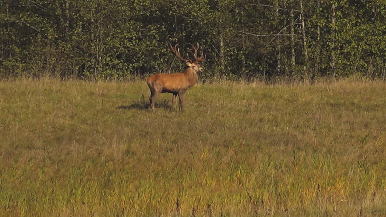 jardín de ciervos salvajes en otoño