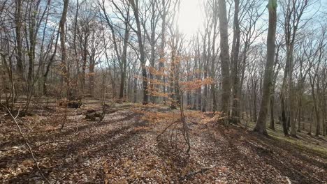 beech forest and its undergrowth with saplings