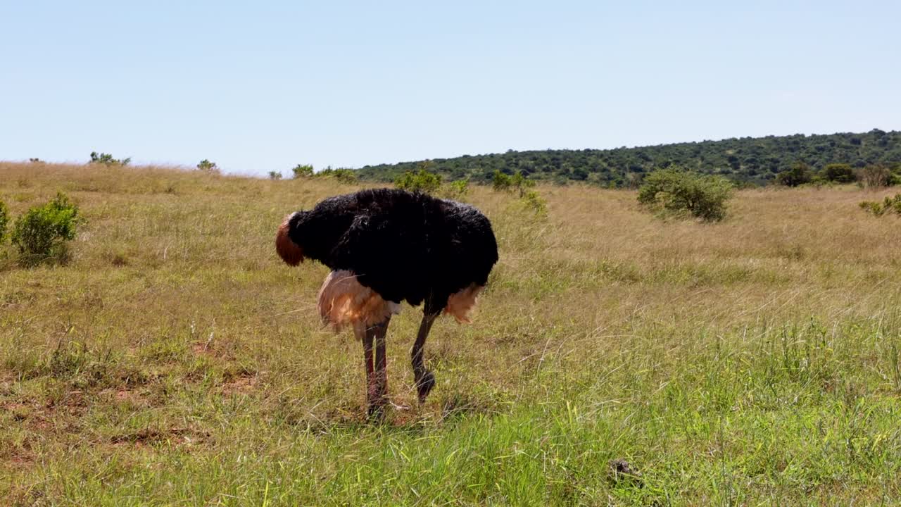 야생 동물에서 긴 목을 가진 큰 새. 사파리 공원, 남아프리카