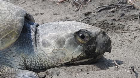 Kemp's-Ridley-Sea-Turtle,-tortuga-lora,-Lepidochelys-kempii,-spawning-head-closed-up-in-profile-showing-its-scutes,-eyes-and-hooked-mouth