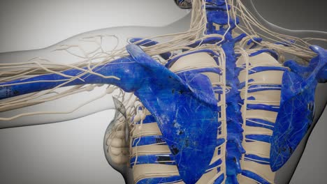 cuerpo humano transparente con huesos visibles