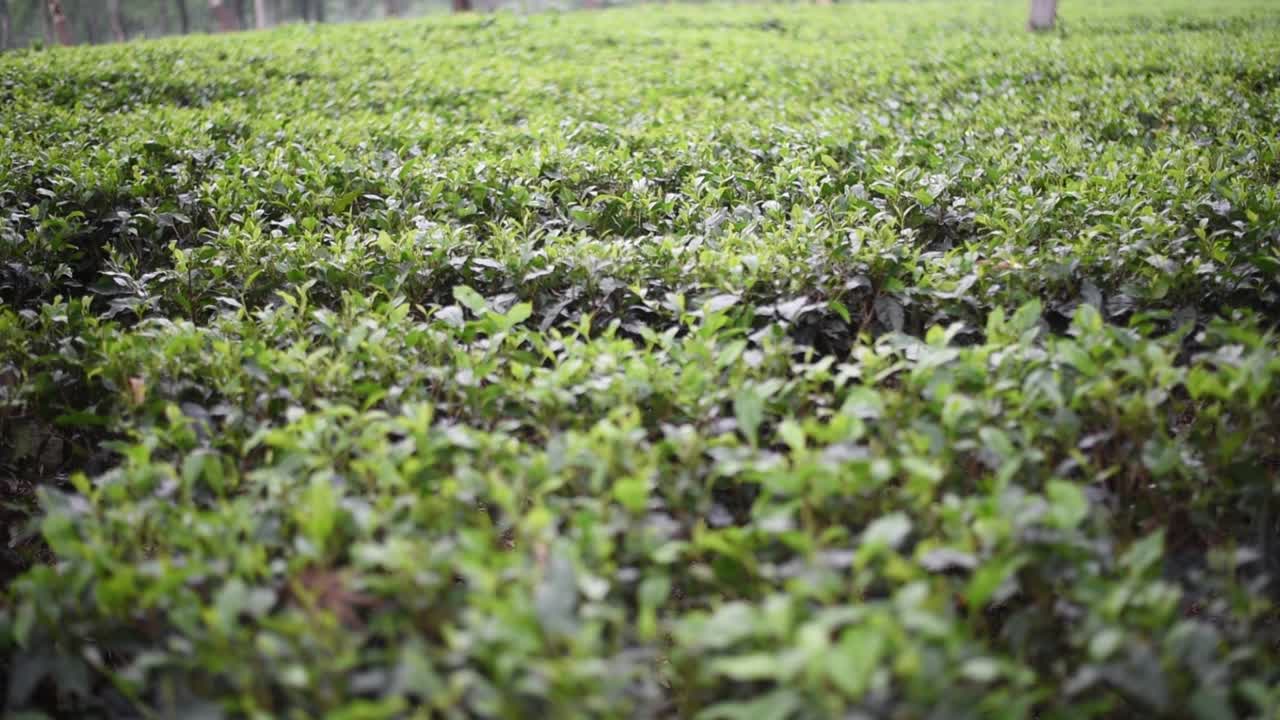 Piantagione di tè, cambio di messa a fuoco