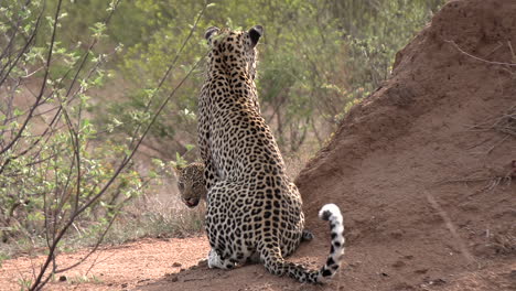 a mother leopard faces away from camera as her cub peaks out from behind her