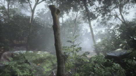 green forest with ray of light