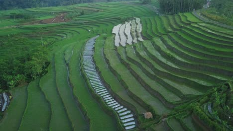 Vista-Aérea-De-Hermosos-Campos-De-Arroz-Agrícolas-Ubicados-En-Una-Colina-Cerca-Del-Pueblo-De-Kajoran,-Java-Central,-Indonesia